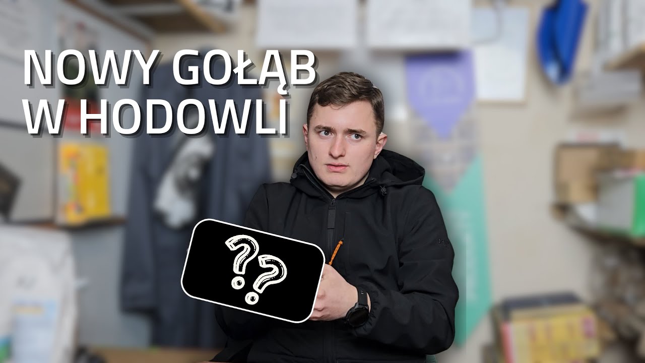 NOWY GOŁĄB W HODOWLI
