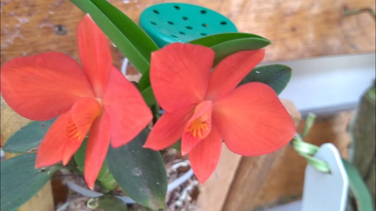 #sophronitis cultivo#   riograndense, grande flora,rosea