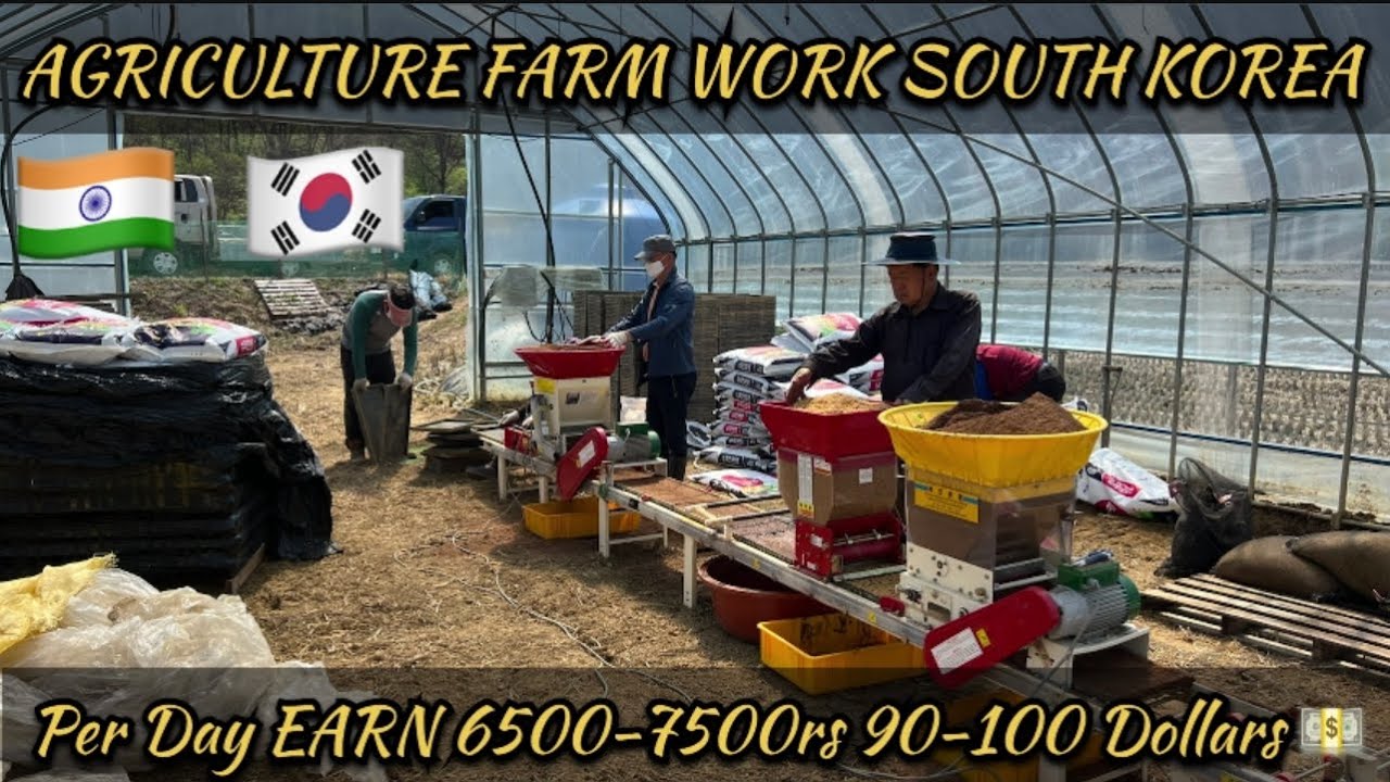 Farm Work In South Korea 🇰🇷 //Agricultur Work In South Korea 🇰🇷 //Daily Wages Work