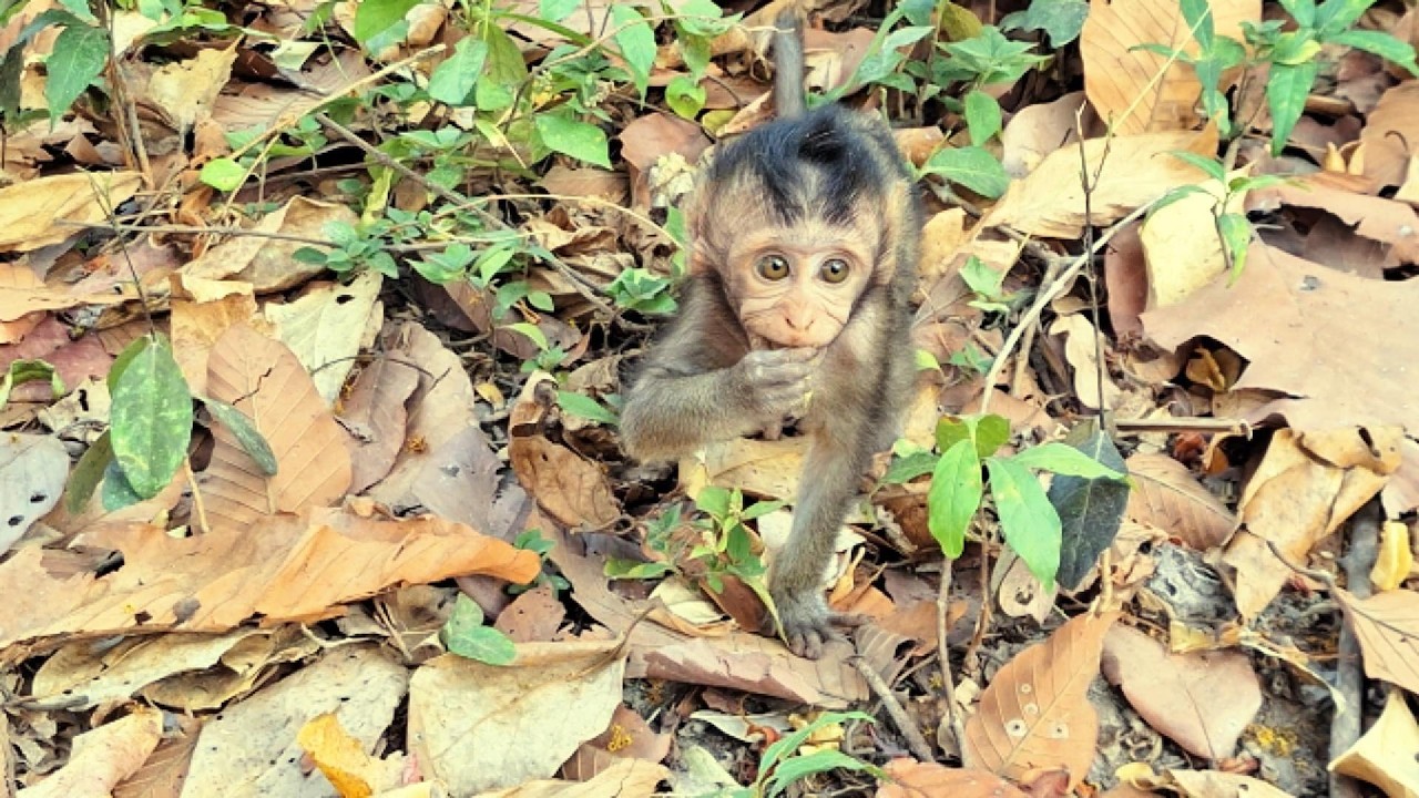 Adorable Baby Monkey in Angkor Area, #104.