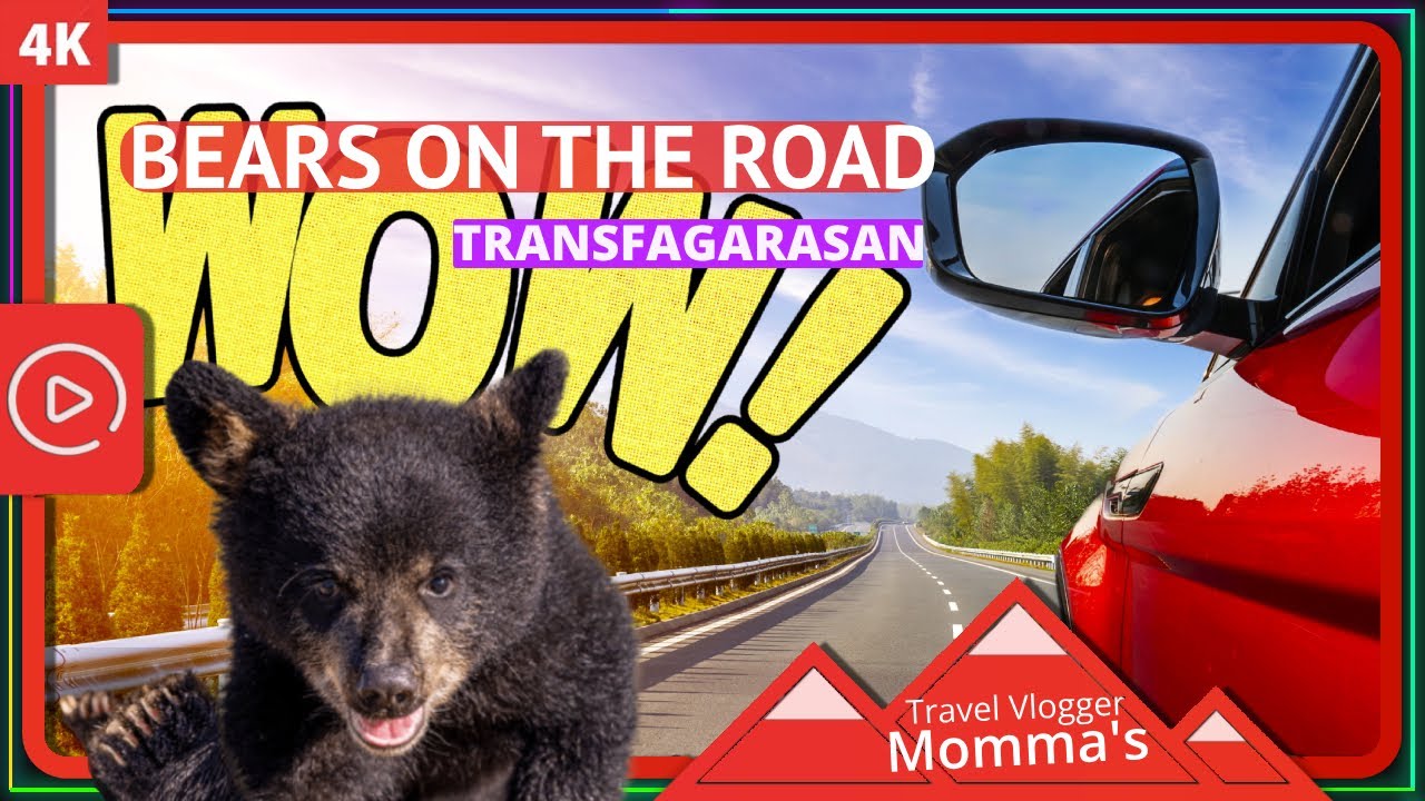 Transfagarasan panoramic road: Wild bears and crazy tourists