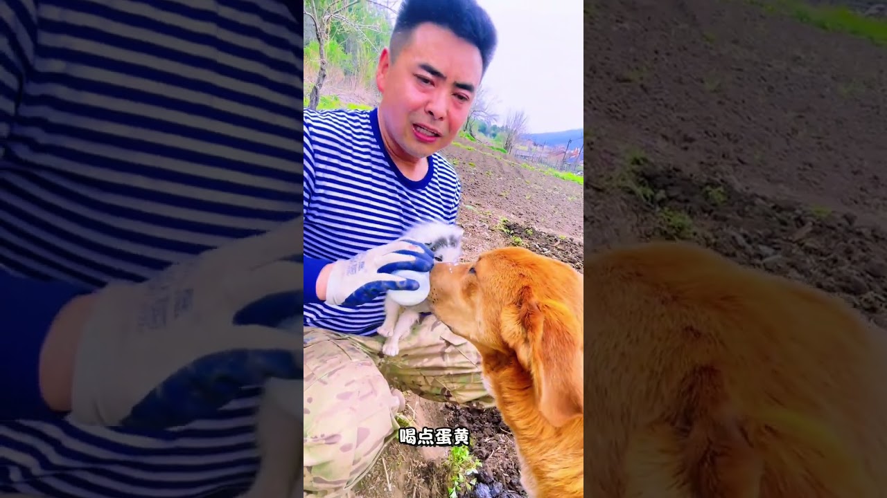 山野里的温柔 当粗糙的手掌托起脆弱的小生命，当沾满泥土的指尖盛满温热羊奶，山间的时光突然变得柔软。被遗弃的小狐狸幼崽和狗狗在山野间追逐打闹，又在膝边安心甜眠，原来最动人的治愈，就藏在炊烟升起的田野里