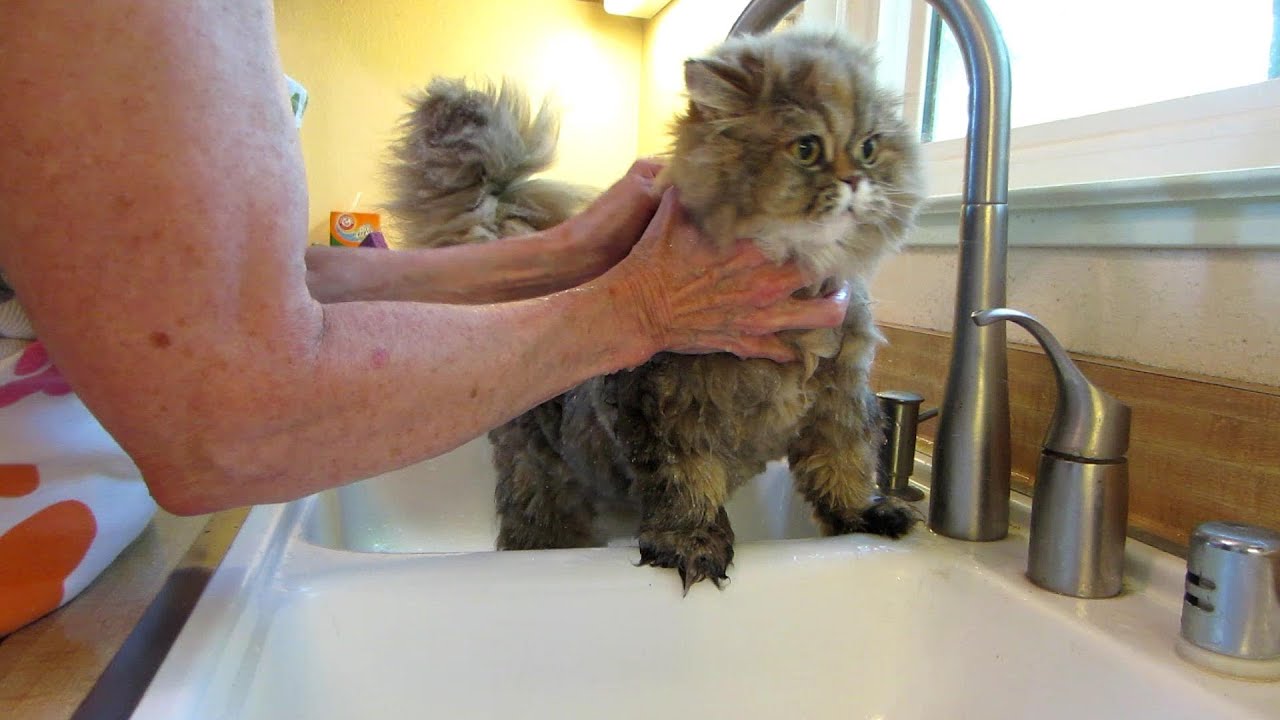14 06 19 Persian kitty, Gypsy Rose, has a SPA day