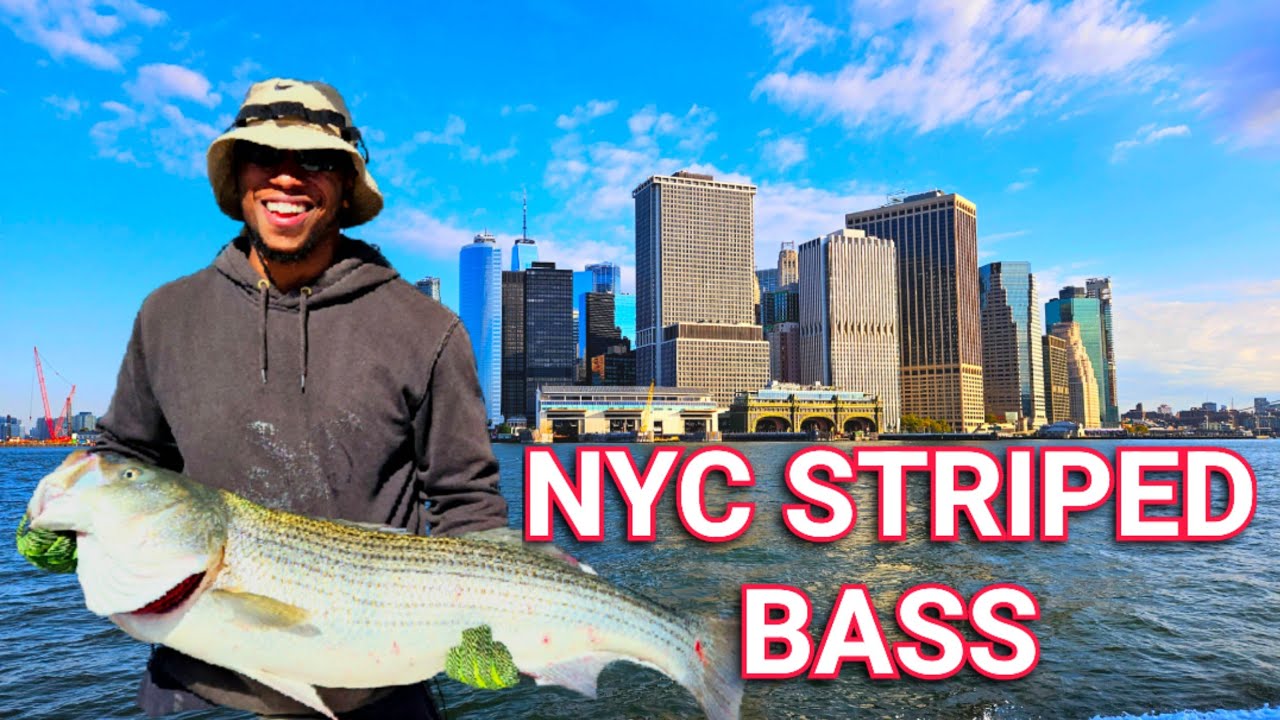 NYC Jumbo Striped Bass Fishing with Gypsea Charters