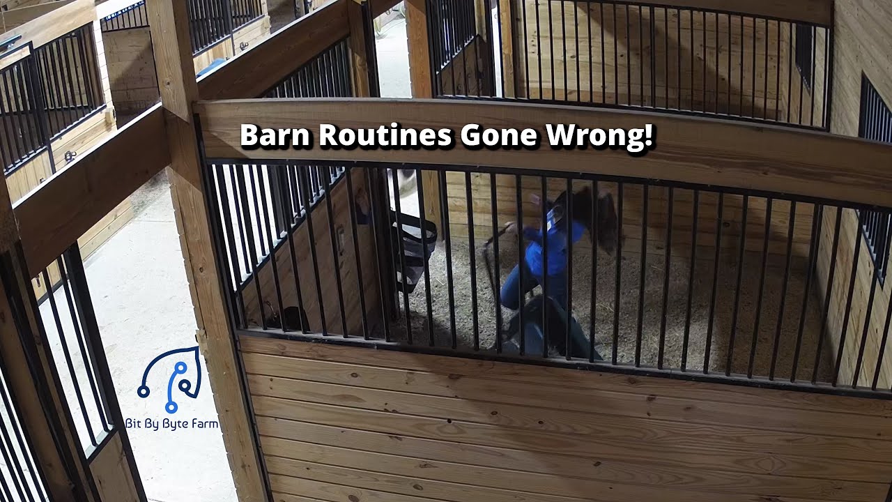 Barn Routines Gone Wrong! #rake #face