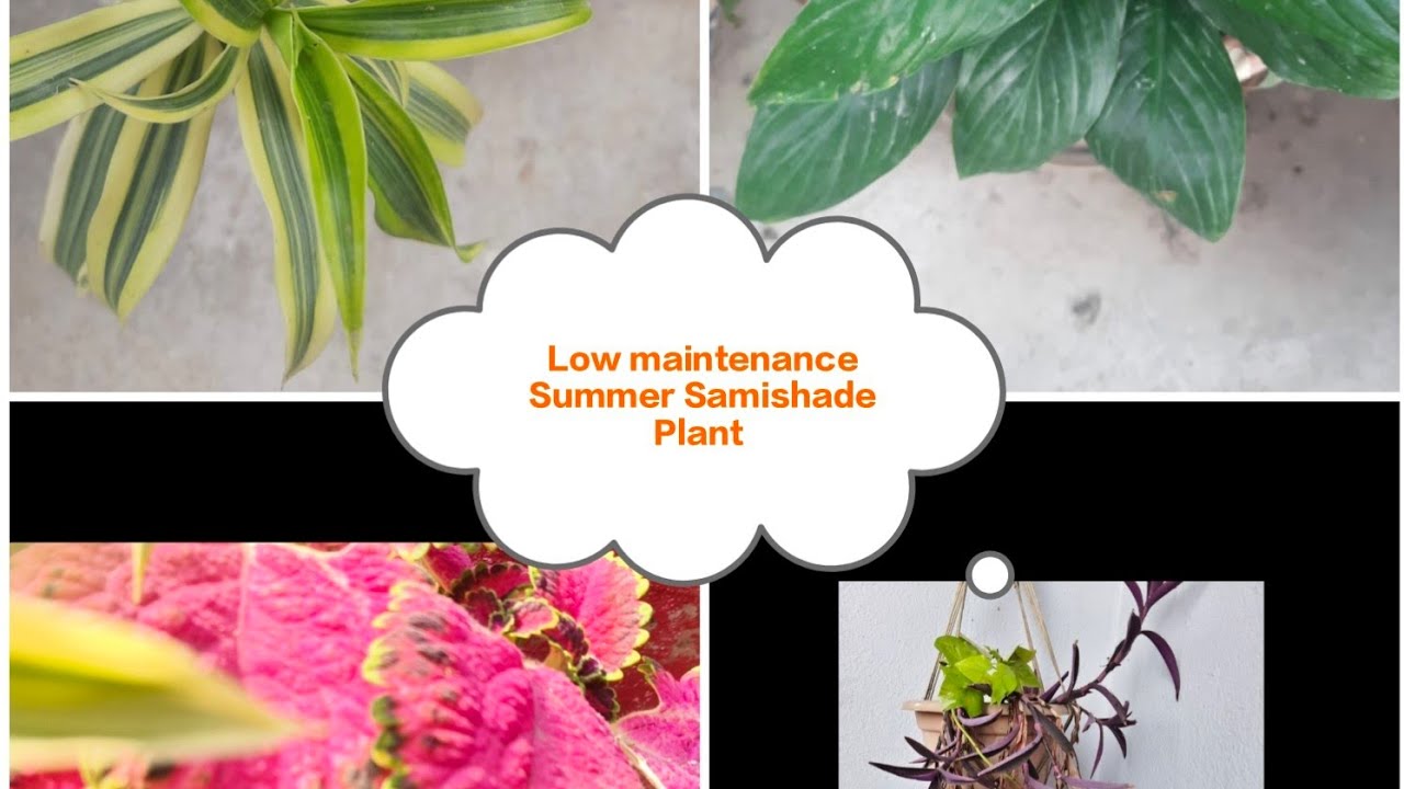 Low maintenance Summer Semishade Plant #garden #gardening 
