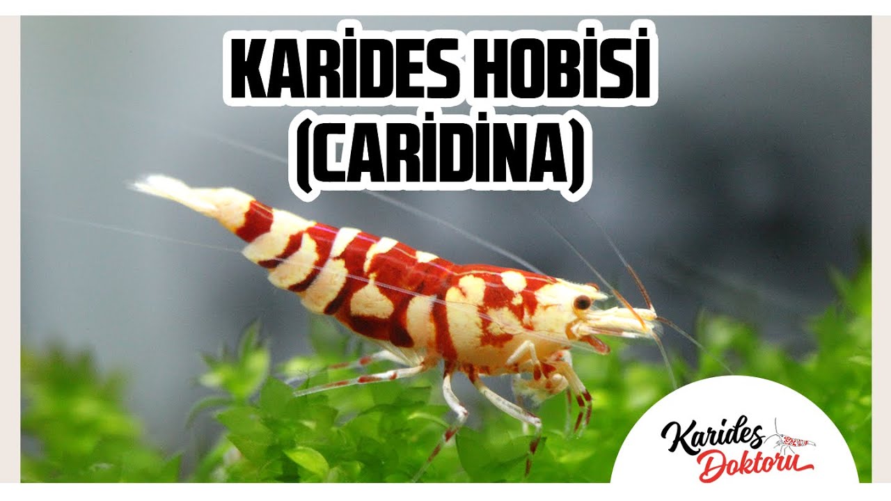 SIFIRDAN KARİDES HOBİSİ(CARİDİNA)