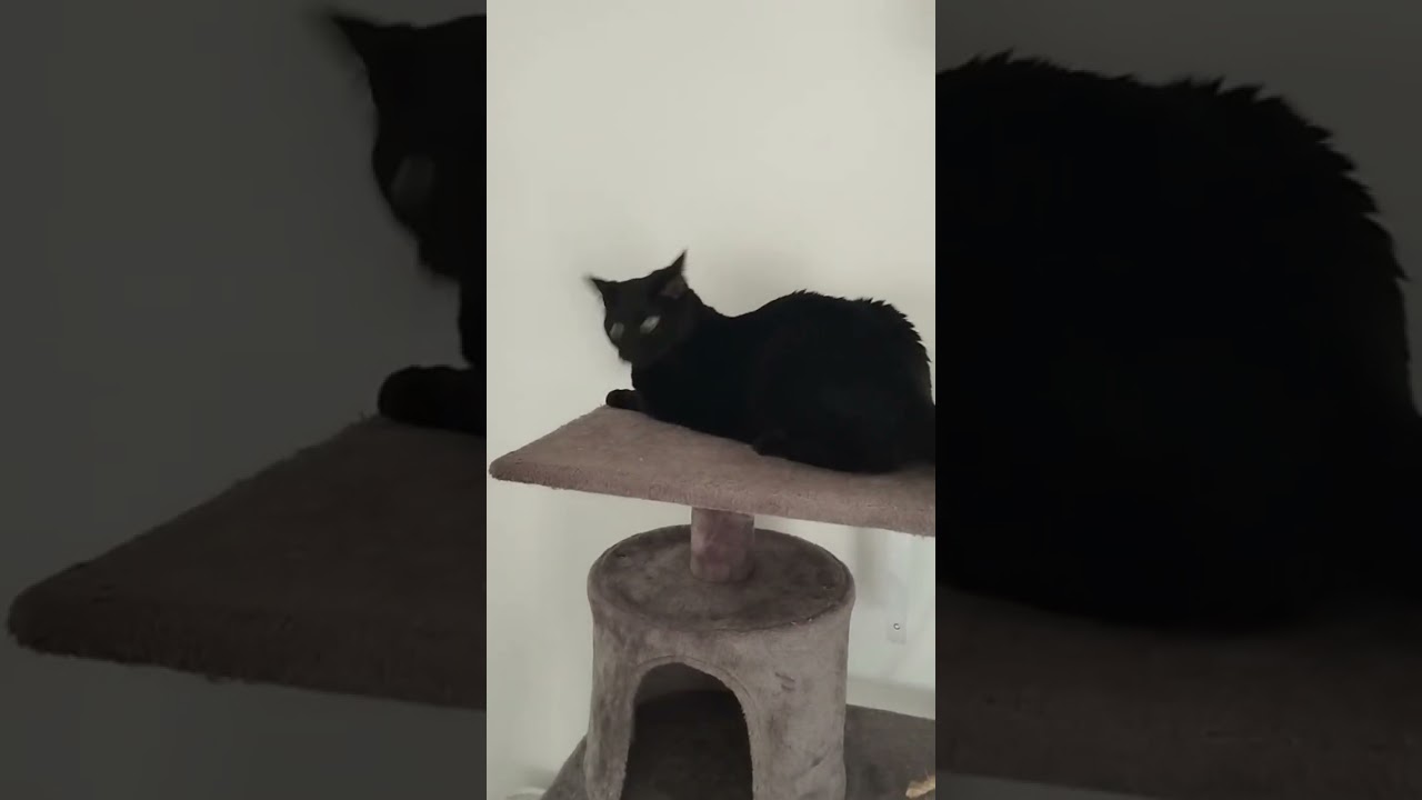 Cuando el ritmo entra en ti 🐈&zwj;⬛🥰🤣 #cute #gatitos #gato #kitten #viral