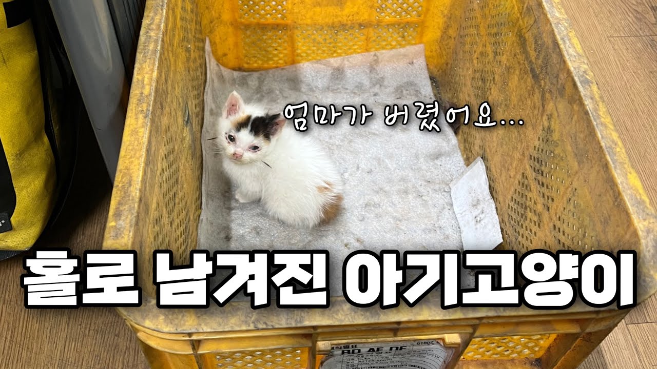 회사 근처에 홀로 버려진 아기고양이...어쩌지...?