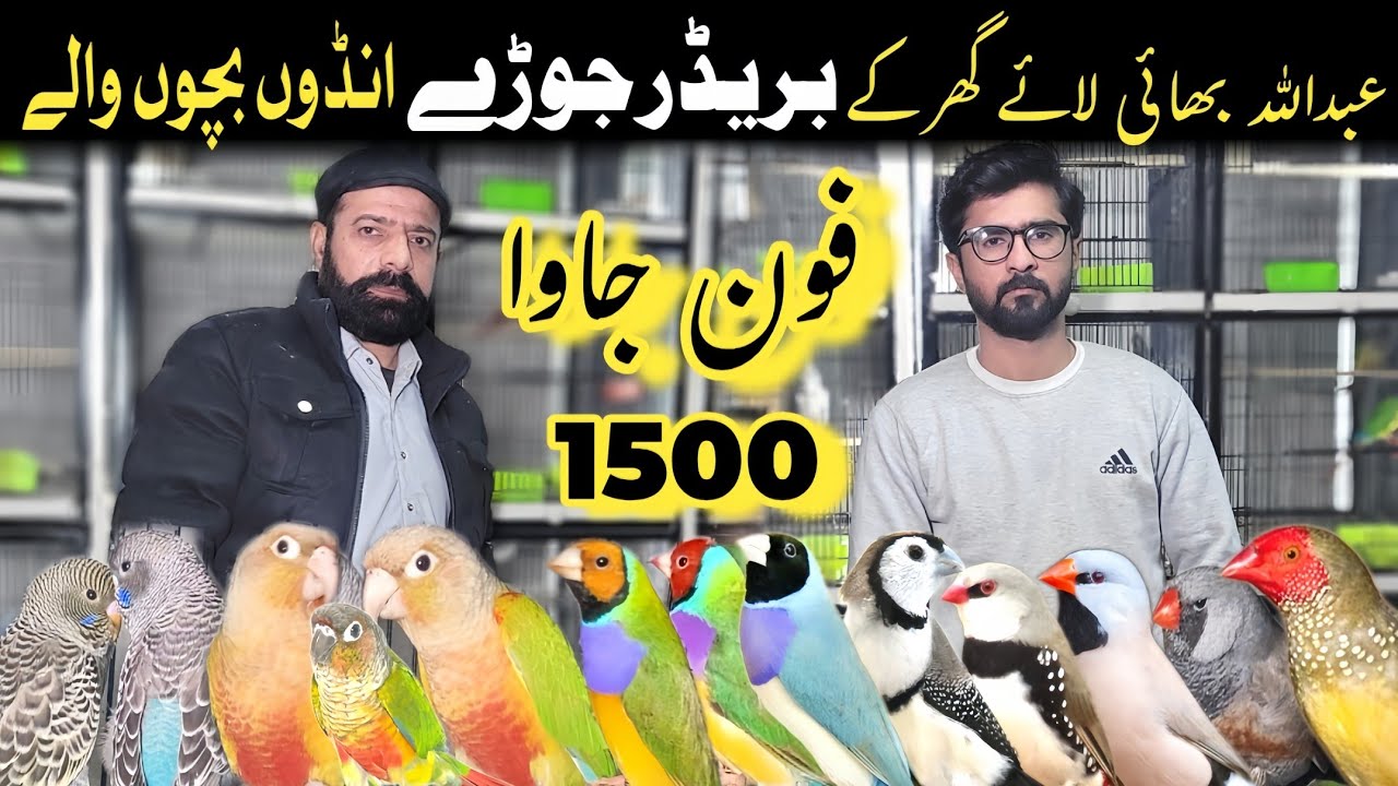 Finches breeding setup | gouldian finches
