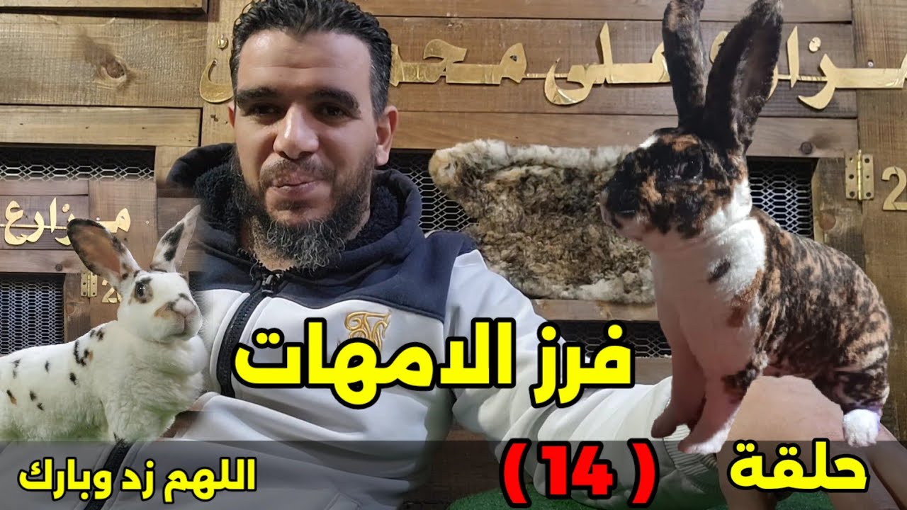 سلسلة ارانب علي محمدين  مواعيد فرز الامهات والتلقيح بعد الولادةحلقة (14)