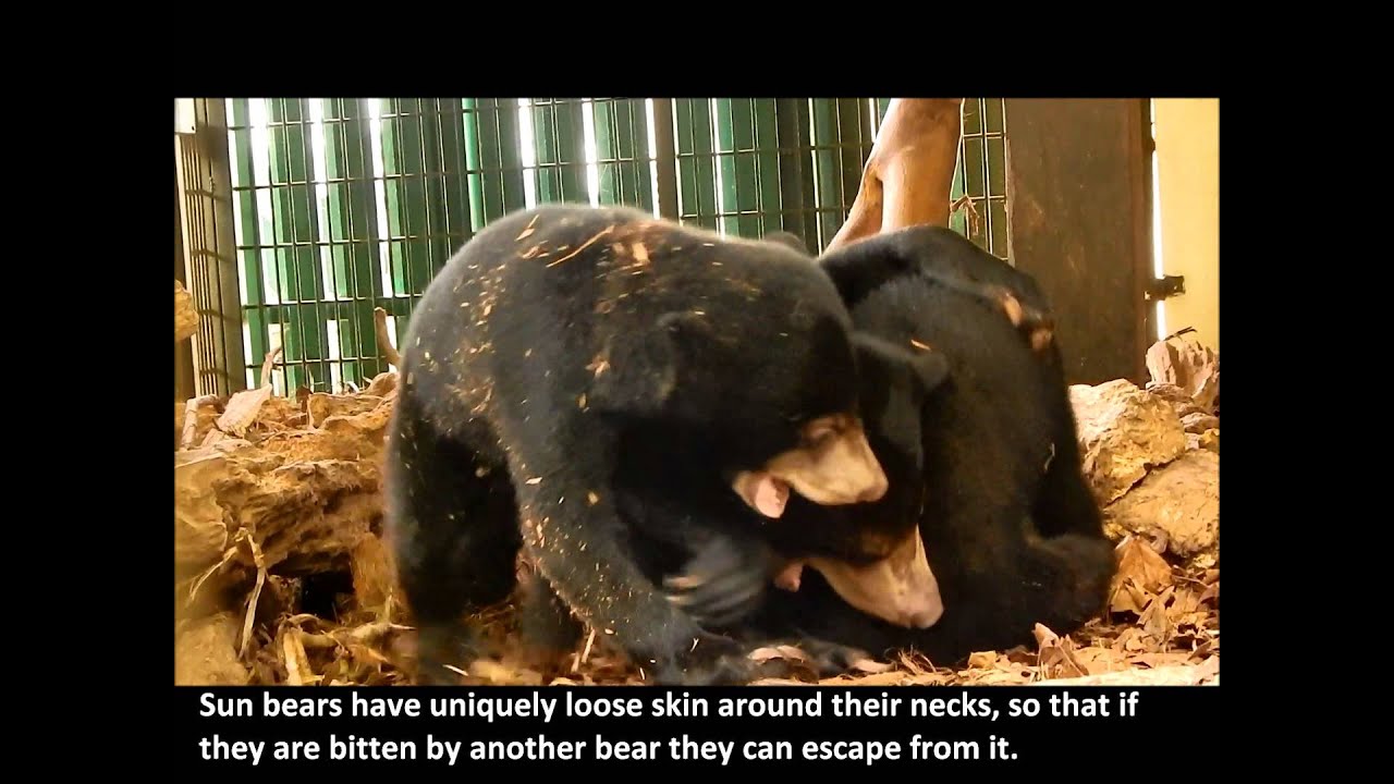 Sun Bear Rehabilitation | The Story of Three Little Sun Bear Cubs | BSBCC