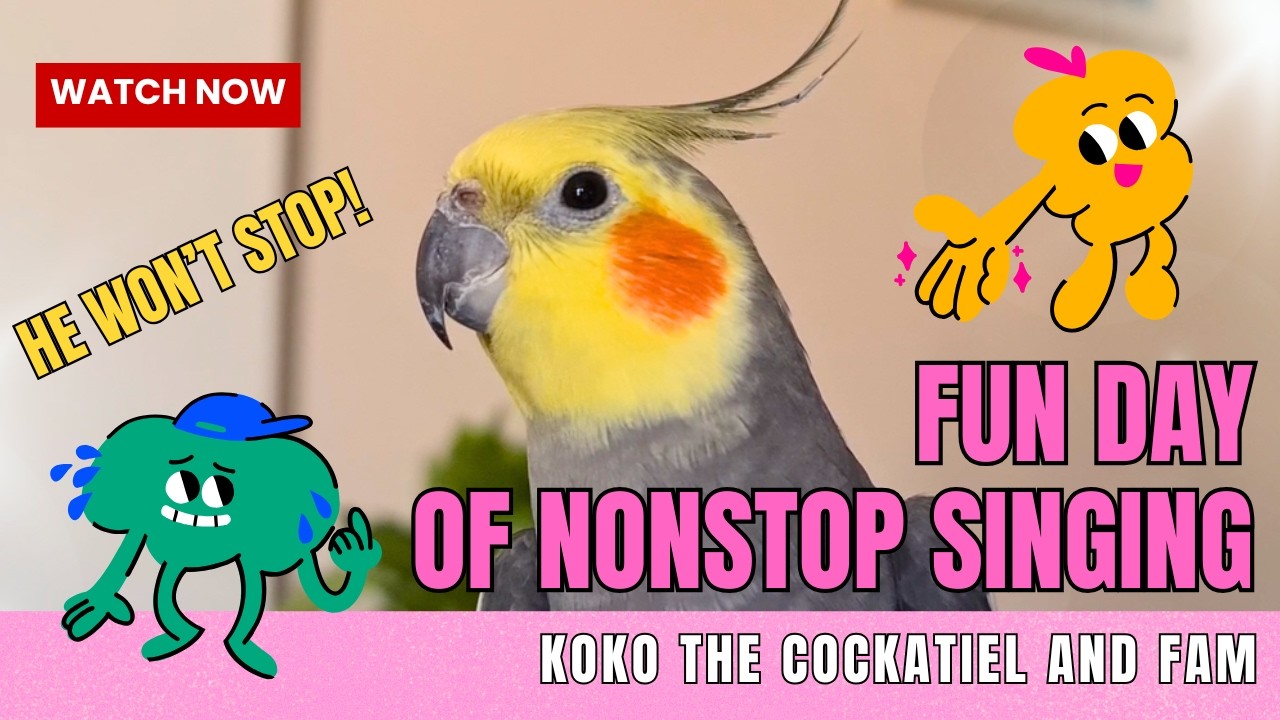 Koko the cockatiel and fam: FUN DAY OF NONSTOP SINGING