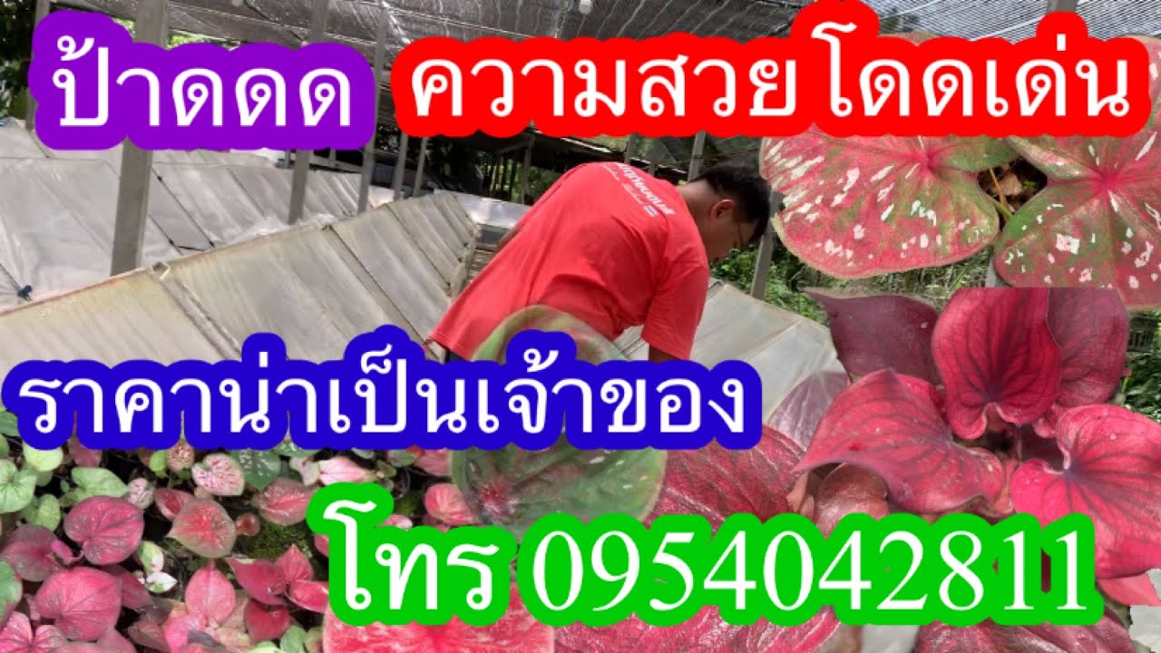 0954042811 สวนสมฤทัยบอนสี สวย เด่น ราคาน่าจับจอง2/4จำหน่ายไม้ใบสวน