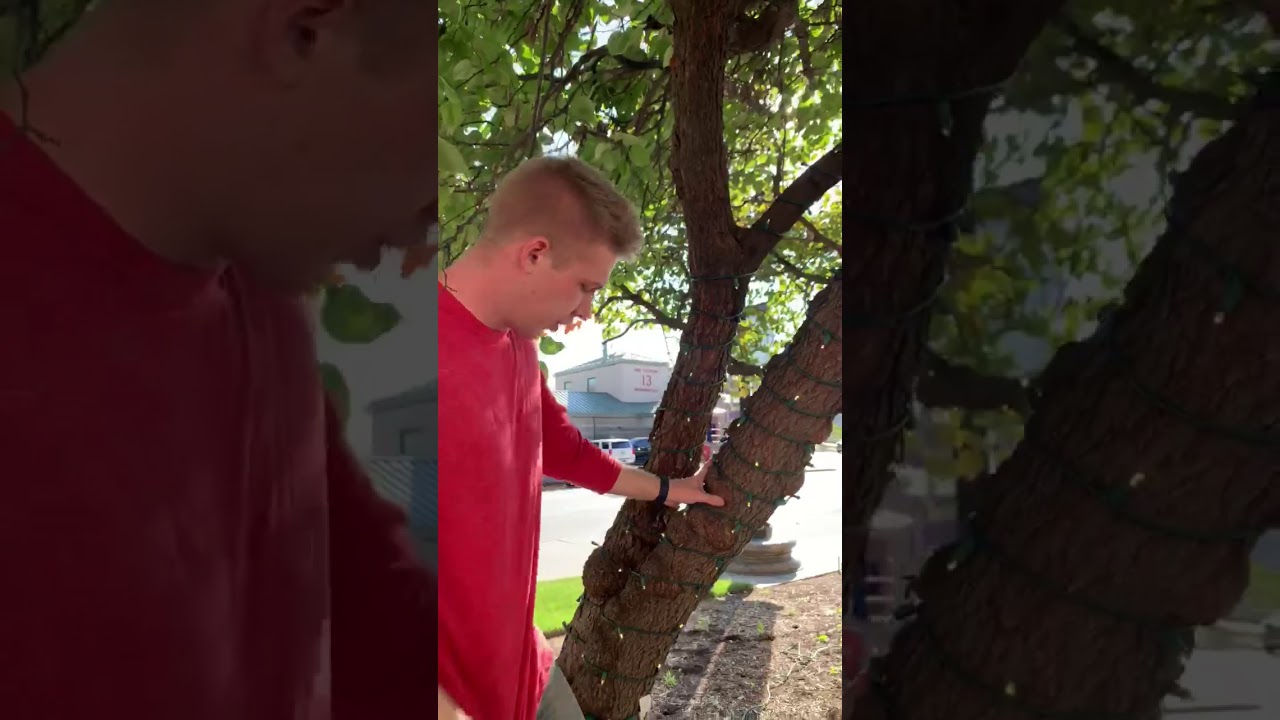 How do you string lights on an outdoor tree spiral and trunk wraps