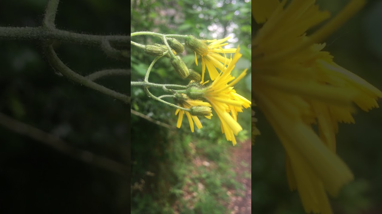 Hieracium dowardense 23jun21