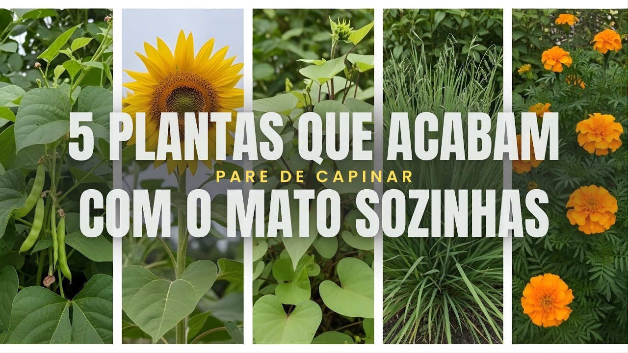 Pare de Capinar: 5 Plantas que Acabam com o Mato Sozinhas