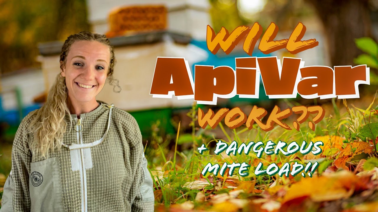 Does ApiVar Really Work?? / Beekeeping 101 #beekeeping
