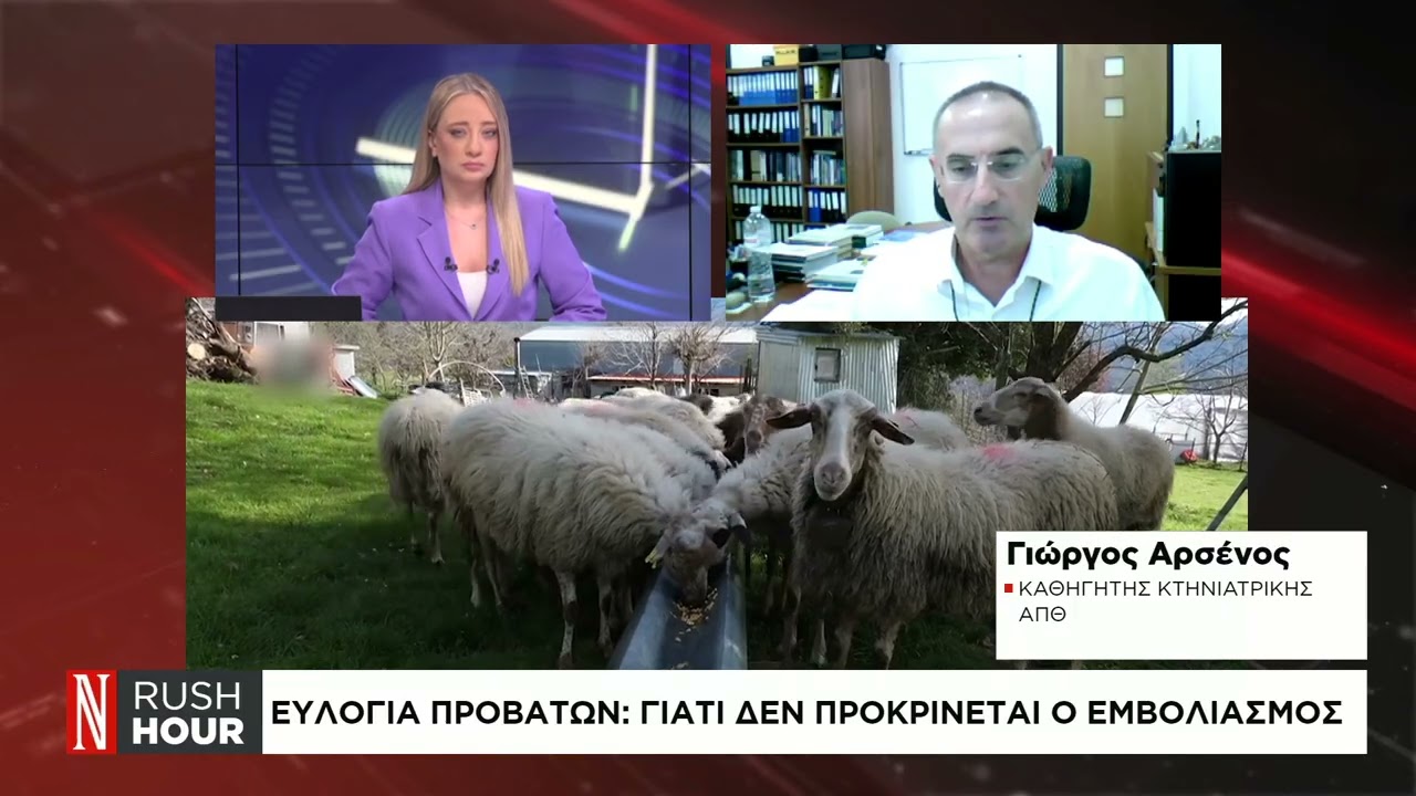 Ευλογιά προβάτων: Τι ισχύει για γάλα και κρέας