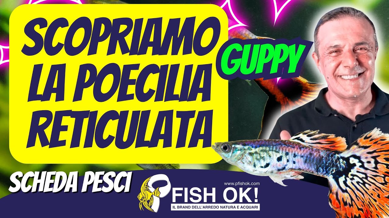🐟 Scopriamo la Poecilia Reticulata, il Guppy (Scheda e caratteristiche)