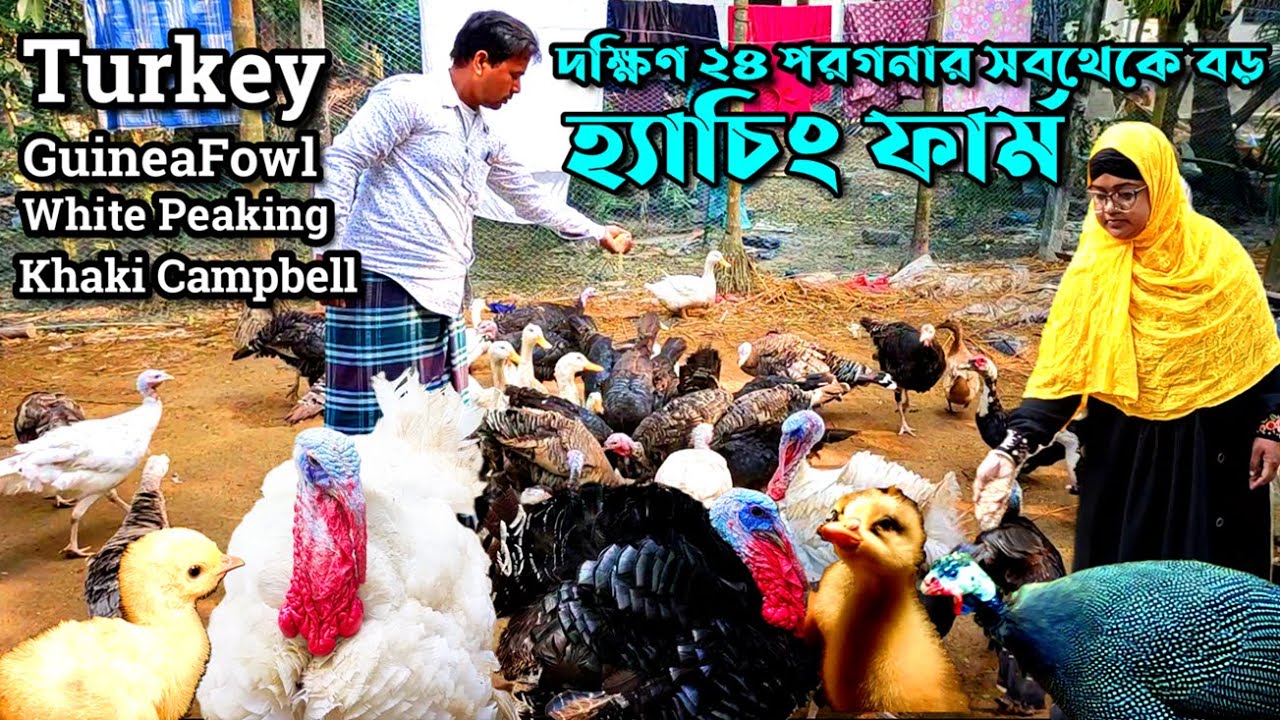Biggest Turkey, Guinea Fowl ও সমস্ত মুরগির Hatching Farm | South 24 Pargans Turkey Farm | Desi Murgi