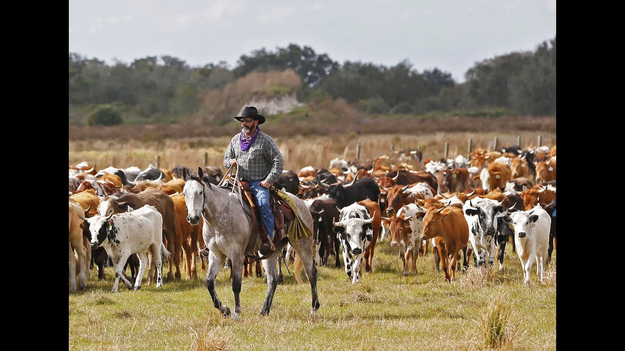 THE GREAT AMERICAN CATTLE DRIVE &bull;  PART ONE