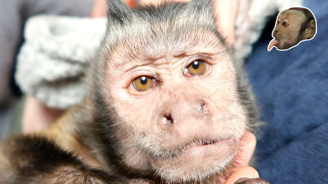 Capuchin Monkey RELAXING Vacuum Treatment!