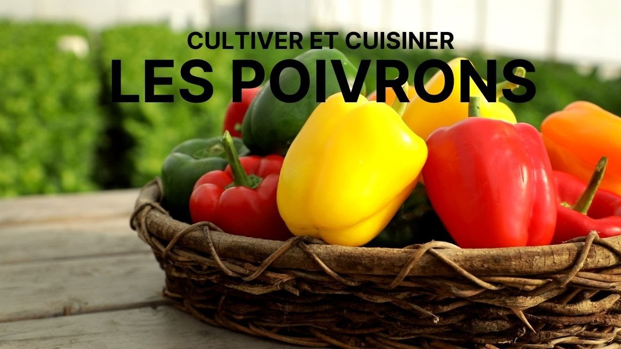 Comment cultiver et cuisiner le poivron - C'est plus qu'un jardin