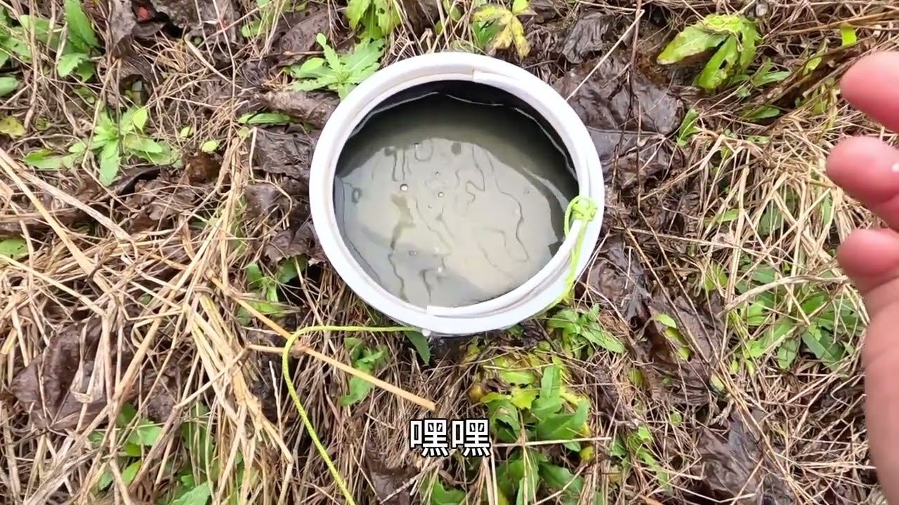 该说不说，鱼情相当给面子！ #钓鱼王地狱猫 #地狱猫打窝颗粒