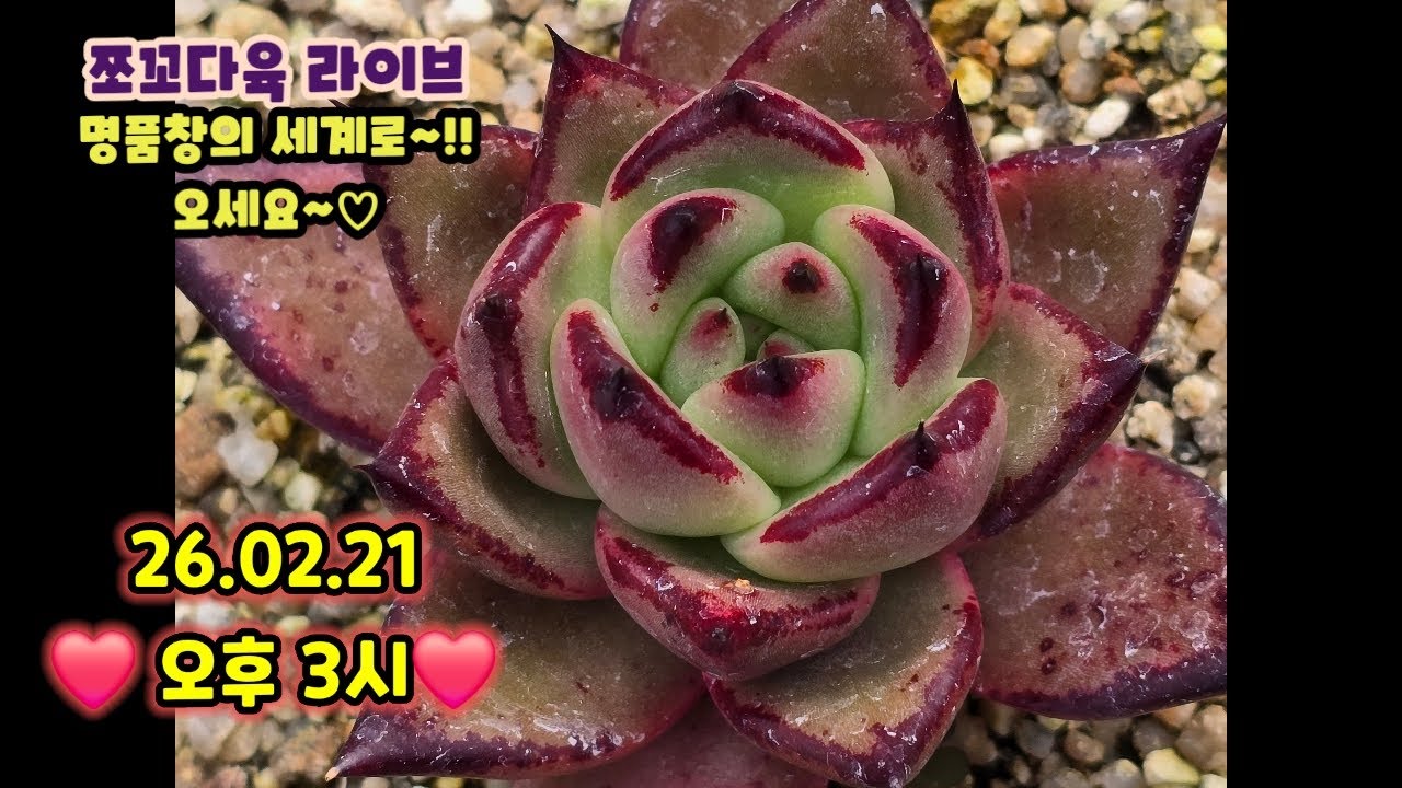 #쪼꼬다육라이브 02.21 오후3시  ❤️#명품창실생 #명품자구 #신품종창 #창전문농장 #카드결재가능