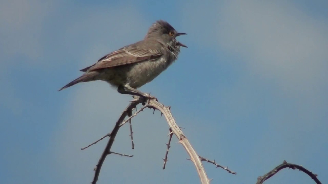 Barred warbler (Sylvia nisoria) male singing