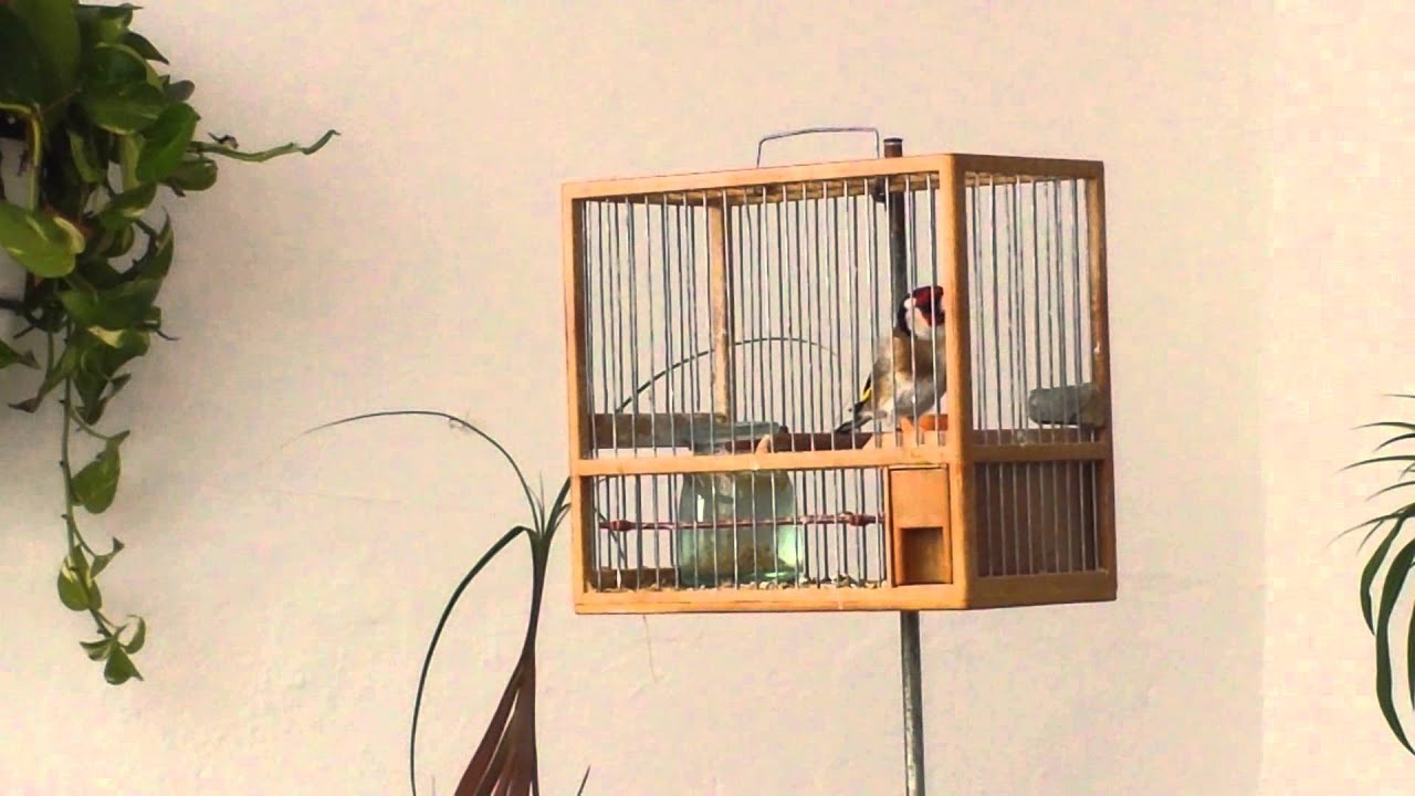 Jilguero a cante linpio el canpeon de almeria