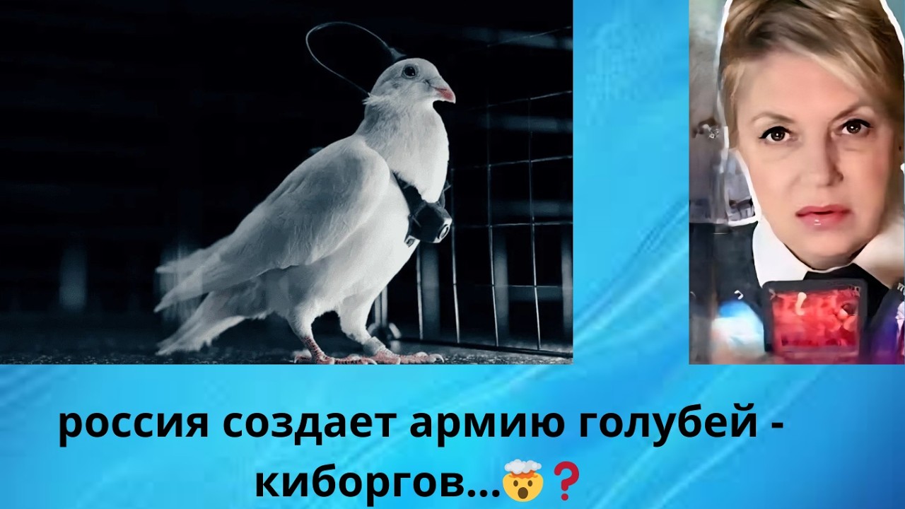 🐦‍⬛🦅👀👀👀    россия создает армию голубей - киборгов⁉️