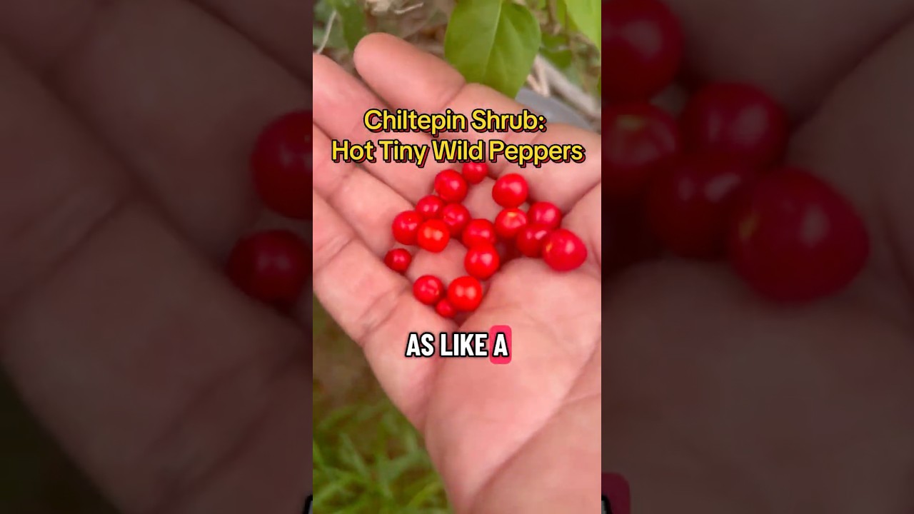 Chiltepin Peppers:  Tiny but spicy hot pepper! &ldquo;The Red Gold&rdquo;