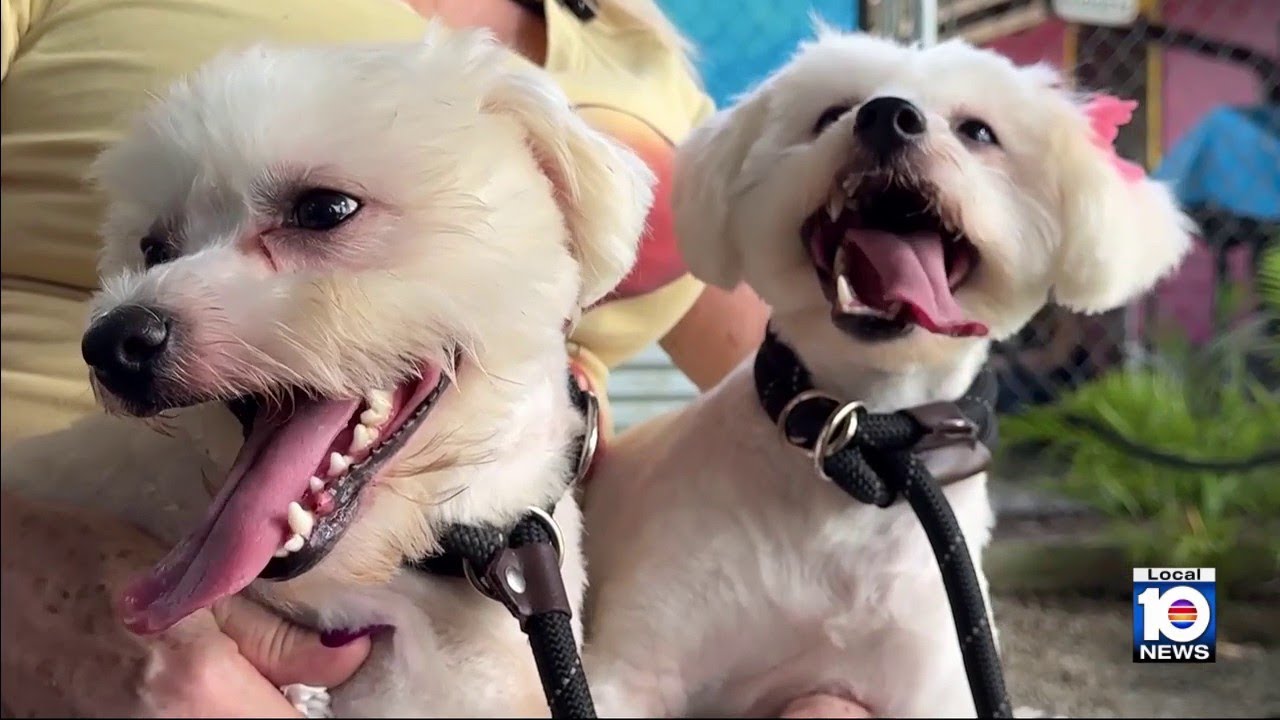 Pets left homeless after deportations need help, homes