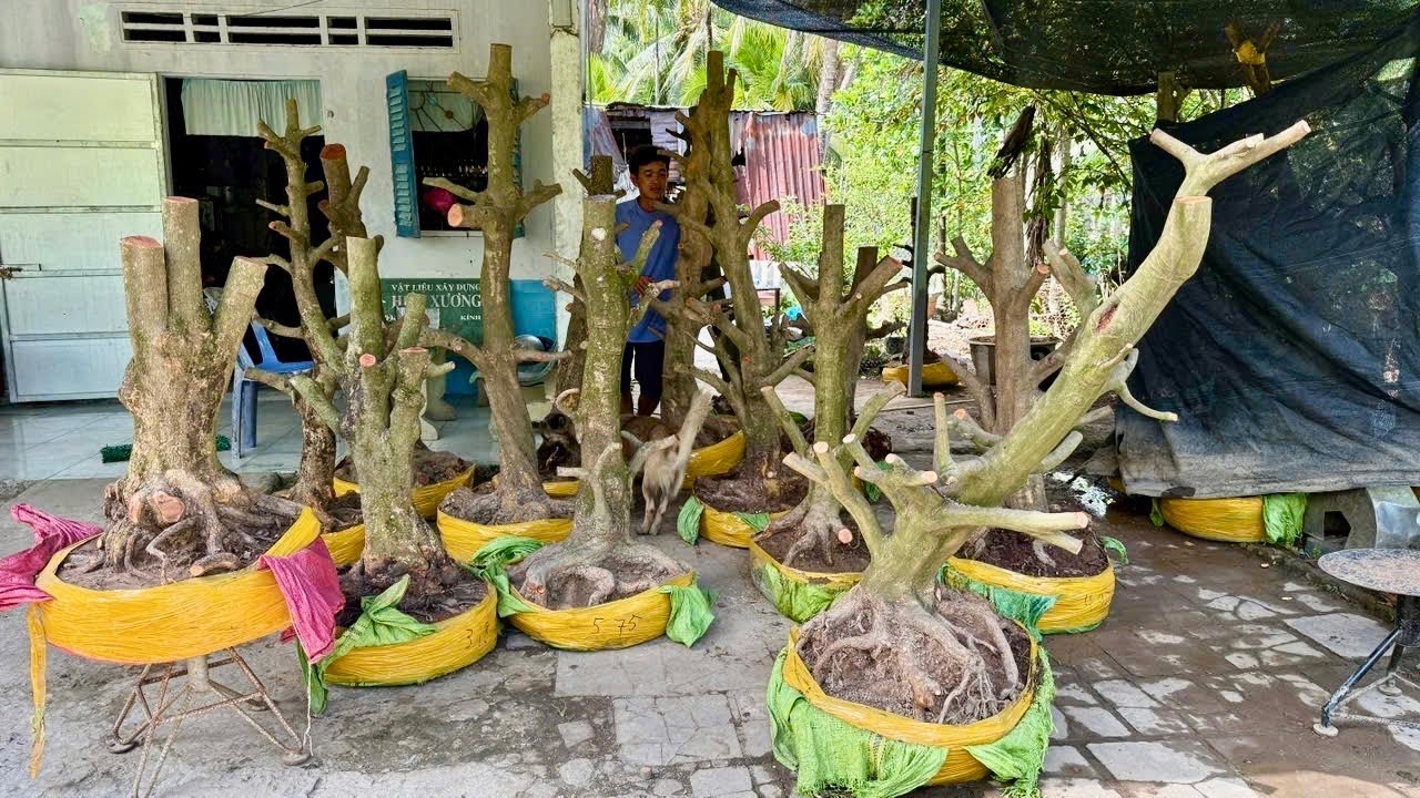 PHÔI MAI VÀNG 17/O3/2O26 ( #O346741627 TÂM ) PHÔI MAI VÀNG -  @bonsai Can Tho