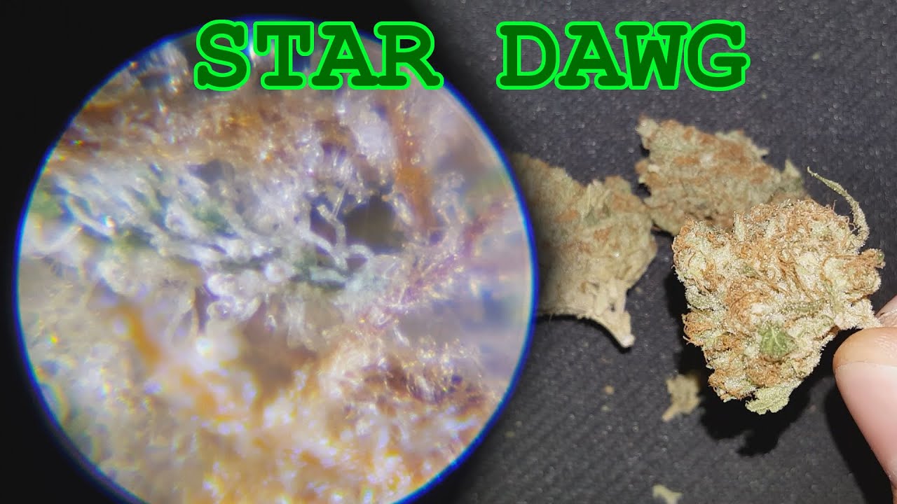 STAR DAWG - Close ups + 420 Scope up to 100X Zoom