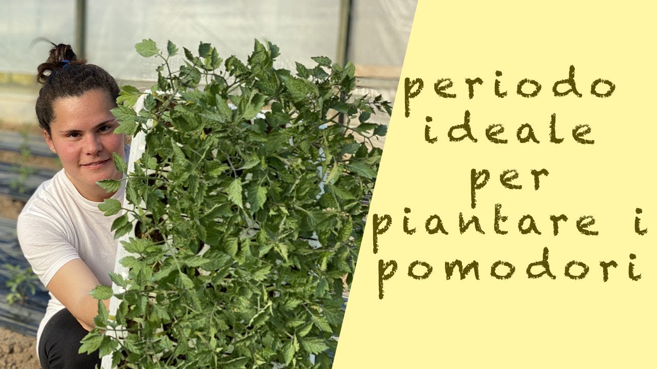 trapianto i POMODORI