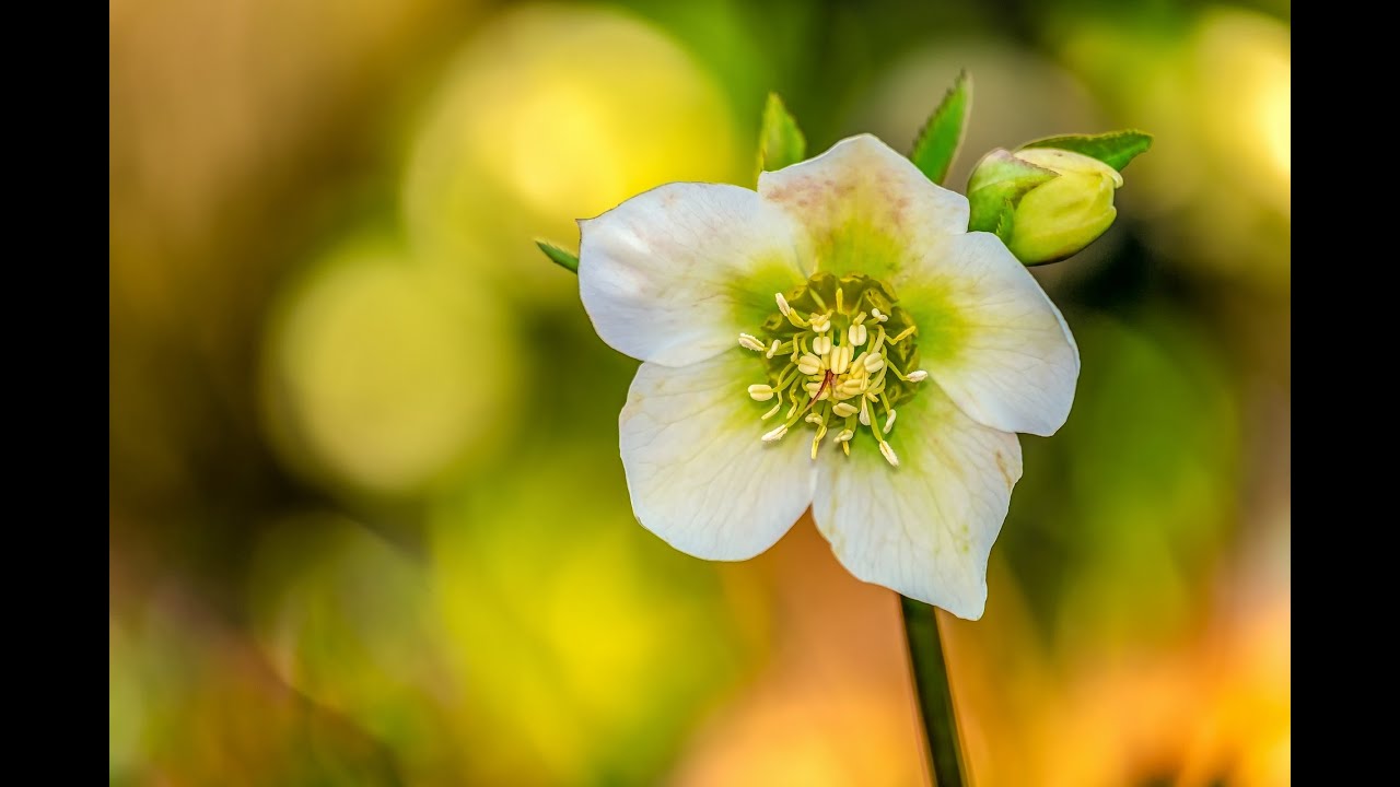 Plant Review: Helleborus orientalis [Lenten Rose] & various hybrids