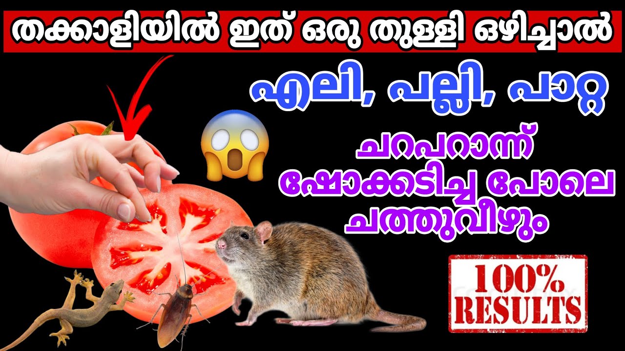 ഒരു തുള്ളി തക്കാളിയിൽ ഇട്ടപ്പോൾ ഇത്രയും റിസൾട്ട്‌/ഹിന്ദികാരുടെ സൂത്രം/#ratrepellent