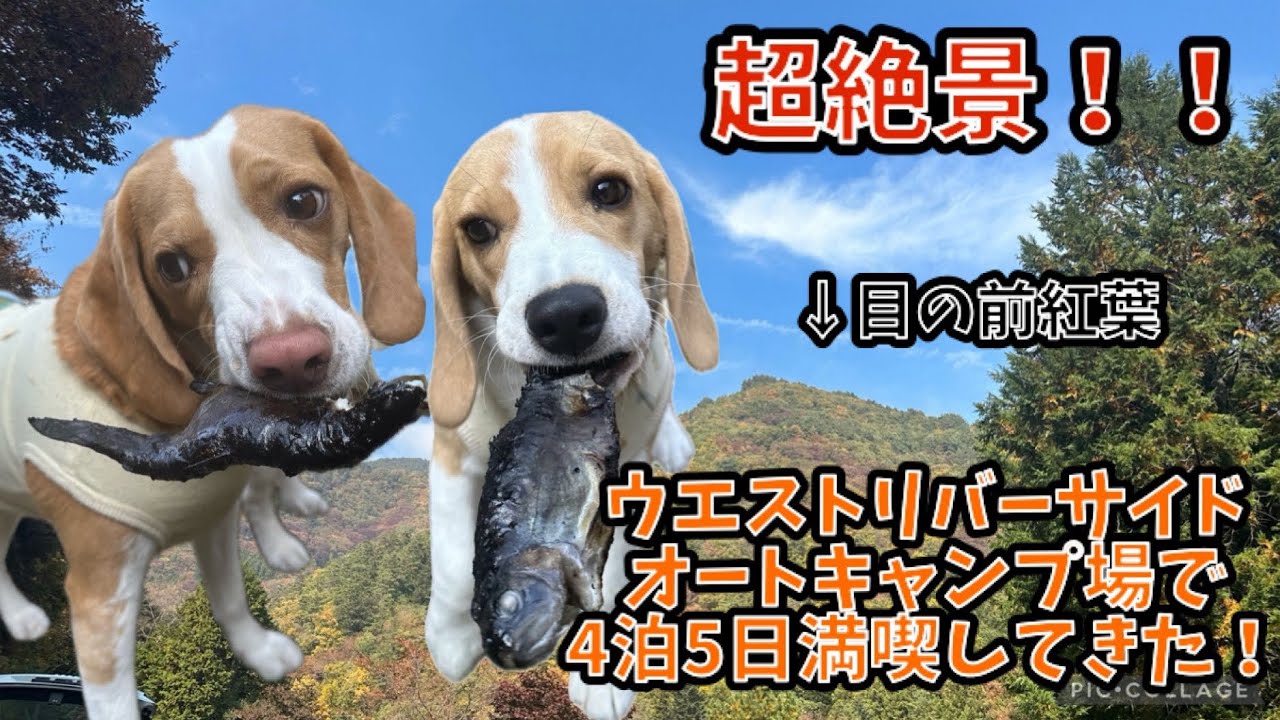 【絶景】ウエストリバーオートキャンプ場で4泊5日満喫してきた