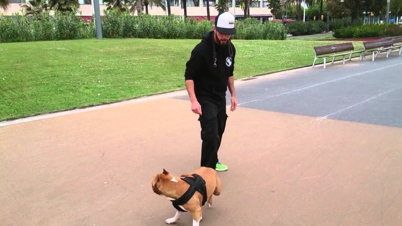 Adiestramiento Canino American staffordshire
