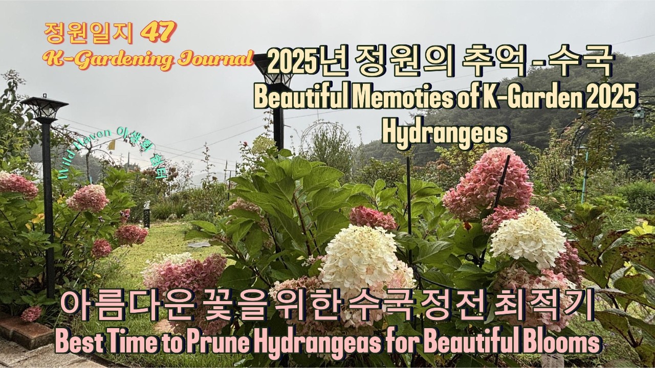 2025년 정원 추억 5: 수국🌸전년지·당년지 관리; Hydrangea in K-Garden 2025🌸Old-wood & New-wood Tips; 야생화 쉼터/Wild Haven