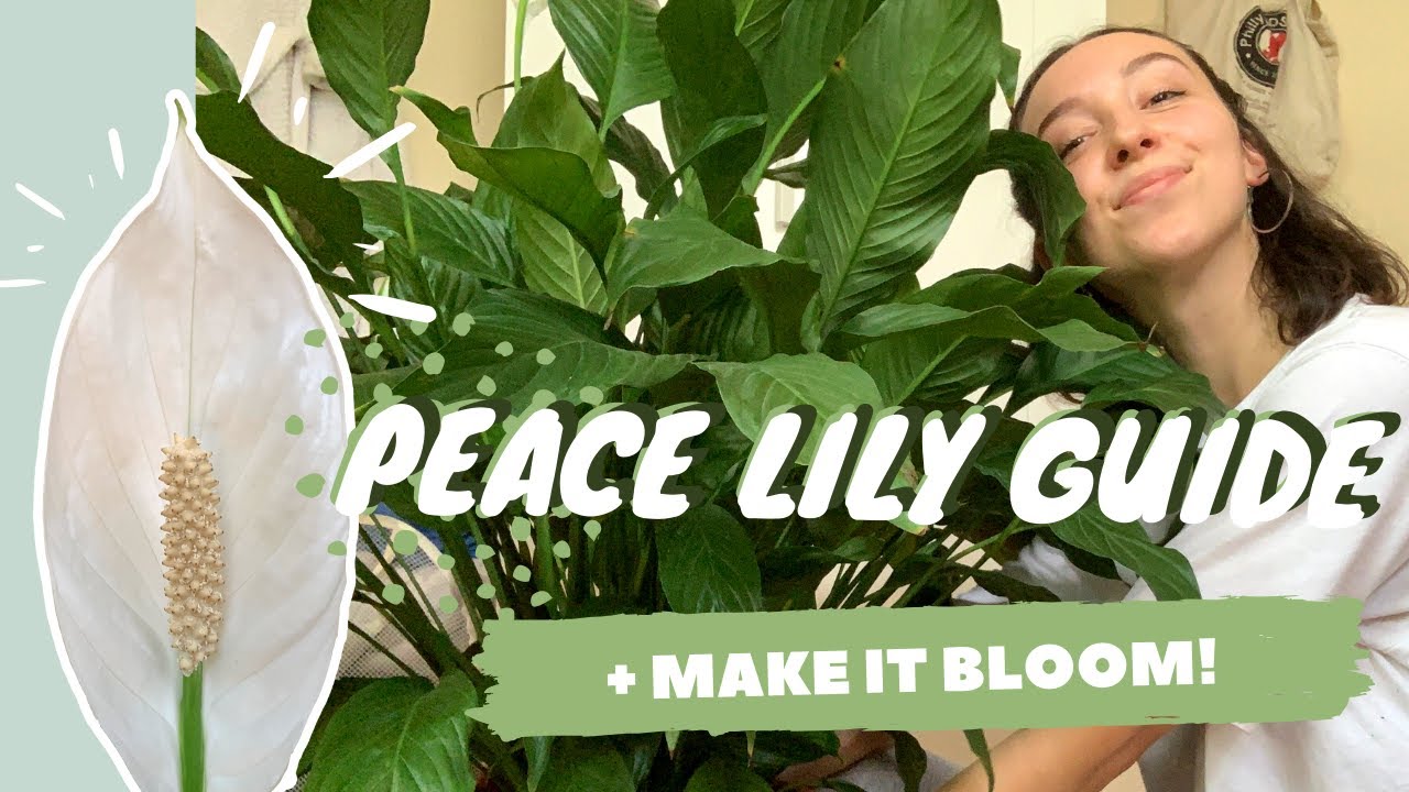 PEACE LILY CARE + PROPAGATION | make your peace lily flower | spathiphyllum dry tips