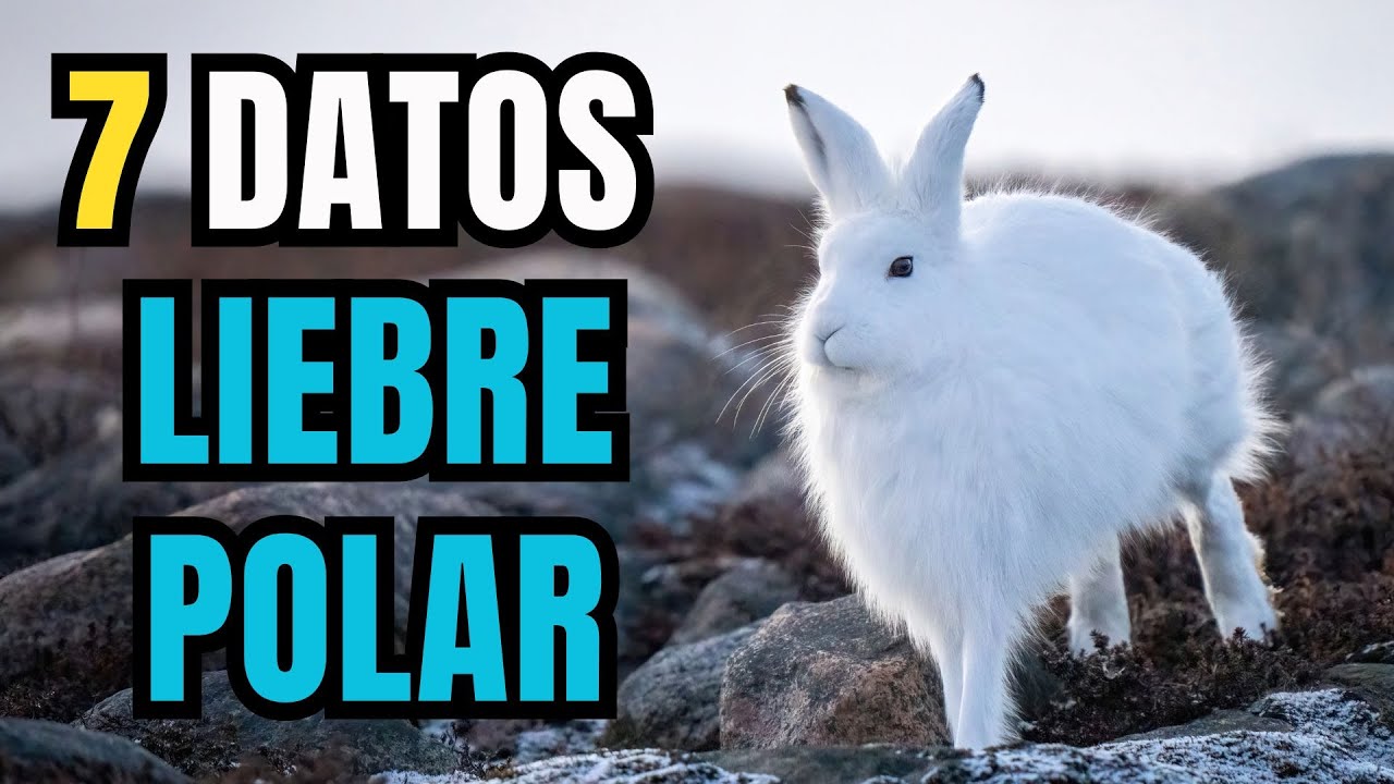 7 Datos Curiosos de la Liebre Polar - Maestro del camuflaje y supervivencia