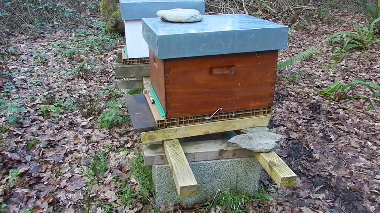 les abeilles noires de la forêt des colonies en pleine nature dans le froid et l'humidité sans candi
