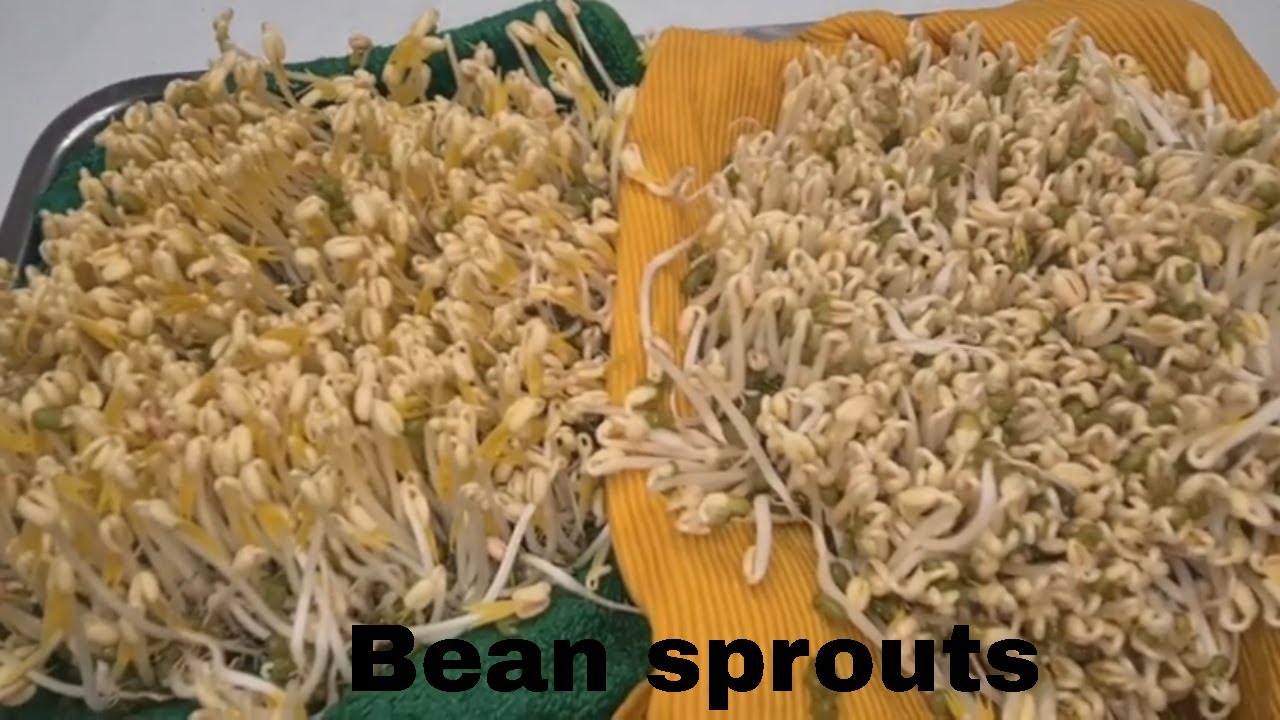 Learn How to Make Bean Sprouts at Home in Just a Few Steps!