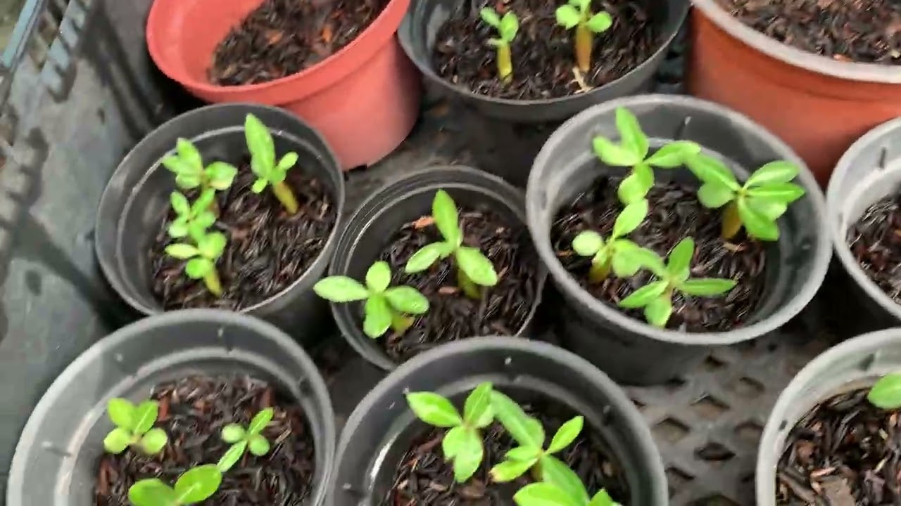 Vim mostrar o resultado das minhas #flores polinizações e motivo  q n postei vídeo 