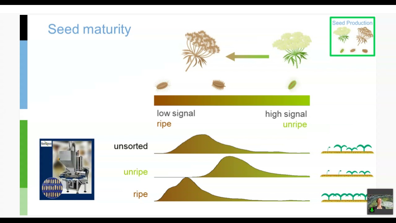 BEJO | All about seed quality