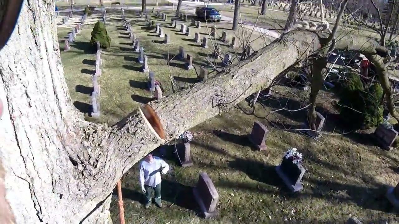 Разборка сахарного клёна: трёхточечная установка и базовая оснастка